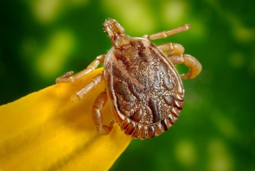 how to prevent ticks in your yard