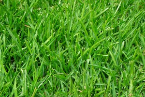 What Is The Best Low Maintenance Grass For Arizona