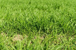 Struggling to keep your Arizona lawn looking healthy and green? Desert soil can be tricky when it comes to maintaining a beautiful yard. Learn when and why you should use fertilizer