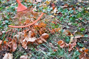 dethatching provides the following benefits to your lawn