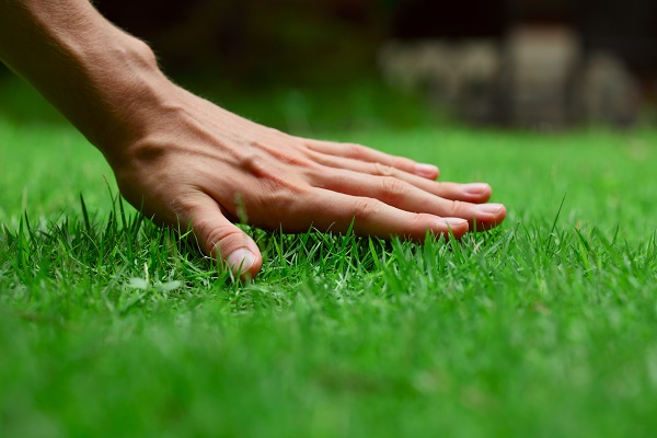 Rye grass is a great choice for Arizona lawns in the winter