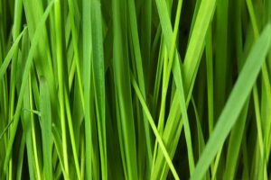 tall green grass