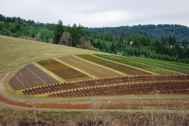 rows of plants on farmland