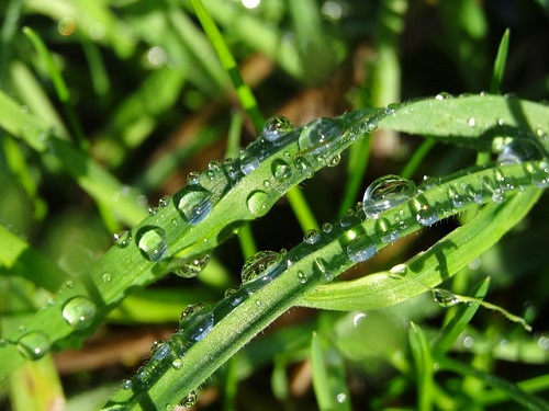 close up of grass with water droplets on it
